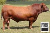 LSF BOXED BEEF 9063W